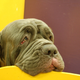 Illustration for article titled Dog Day Afternoon Redux